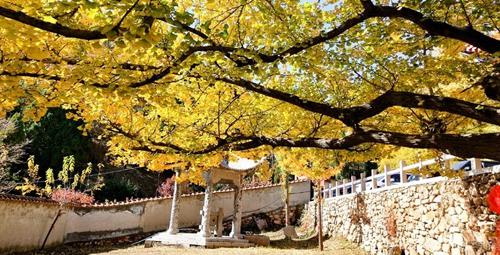 禅林寺古银杏风景园将创建4A景区